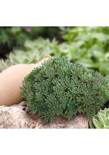 Sedum Tohumu (Iri Damarlı Yapraklar) Yeşil Renkli - 15 Tohum fiyatları