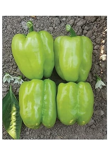 Tarım Ata Tohumu Tatlı Kandil Dolma Biberi 100 Adet Tohum