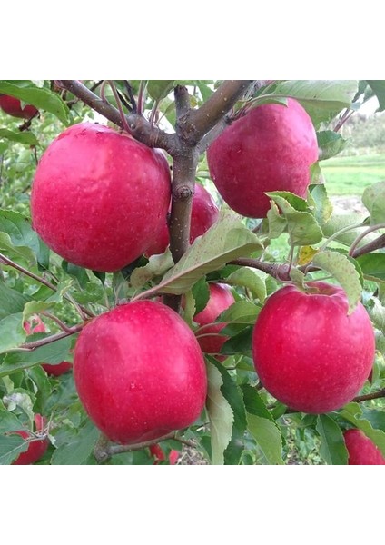 Tüplü Aşılı Yarıbodur Aromatik Kokulu Pink Lady Elma Fidanı