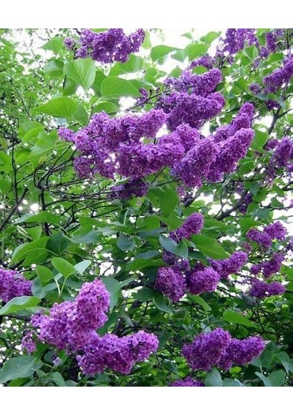Leylak Ağacı Fidanı [syringa Chinensis) 3 Yaş