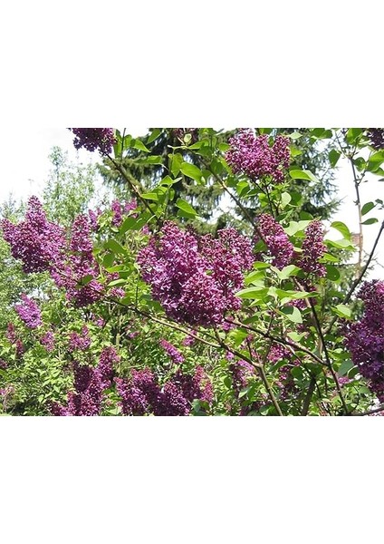 Leylak Ağacı Fidanı [syringa Chinensis) 3 Yaş fırsatları