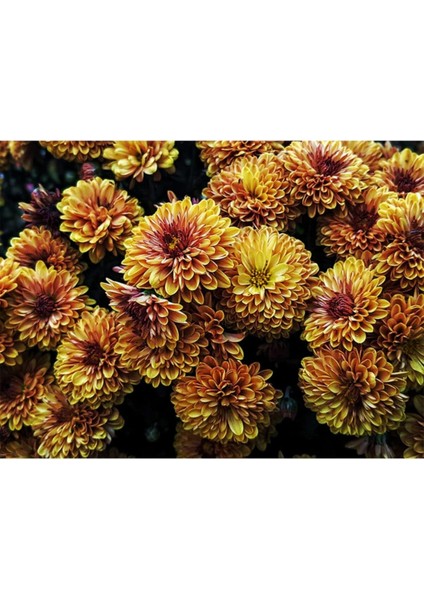 Look Toprak Rengi Krizentem (Kasımpatı) Çiçeği Tohumu 10 15 Adet TH-2022DSHNGLKTHM022