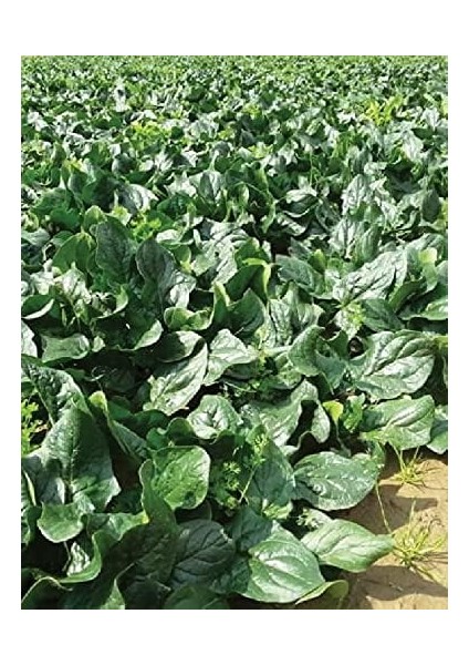 Tarım Ata Tohumu Yerli Ispanak Tohumu 500 Adet Tohum