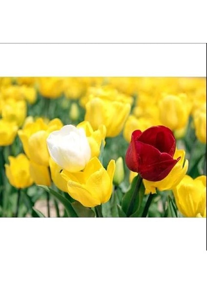 Hollanda'dan Ithal Rengarenk Lale Soğanı 5 Adet