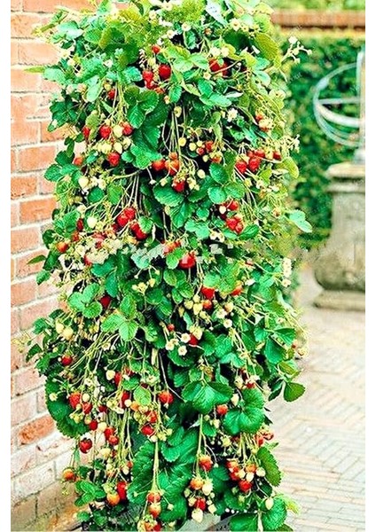 Sırık Çilek Tohumu / 40 Adet Sarmaşık Çilek Tohumu fiyatları