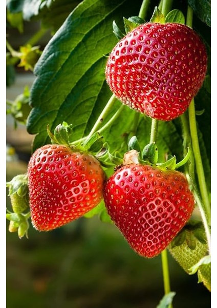 Sırık Çilek Tohumu / 40 Adet Sarmaşık Çilek Tohumu modelleri