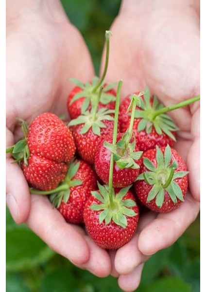 Sırık Çilek Tohumu / 40 Adet Sarmaşık Çilek Tohumu fırsatları