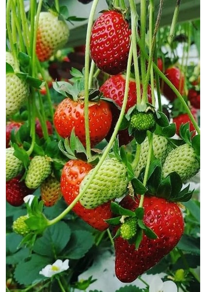 Sırık Çilek Tohumu / 40 Adet Sarmaşık Çilek Tohumu indirimleri