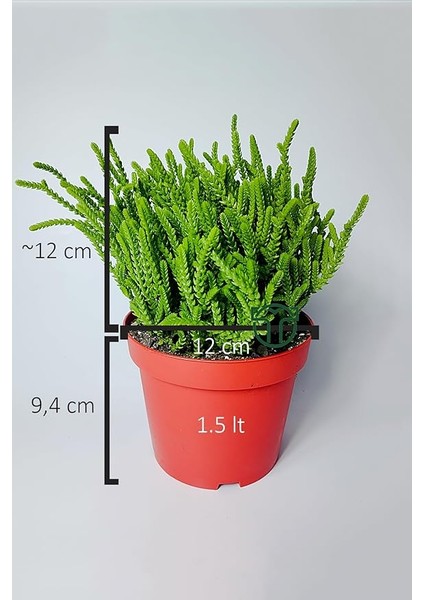 Çami Büyük Boy Crassula Muscosa 12 cm Saksıda fırsatları
