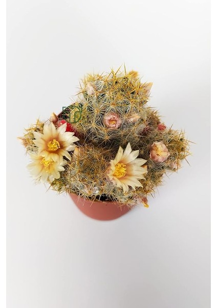 Prolifera Teksas Meme Kaktüsü Krem Çiçek Açan Kaktüs 5.5 cm Saksıda fiyatları