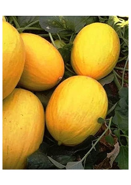 Tarım Ata Tohumu Yerli Tatlı Kavun Sarıkaya 100 Adet Tohum