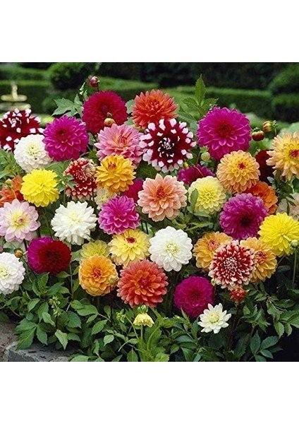 Paket Karışık Renkli Bodur Mignon Dahlia Çiçeği Tohumu (80 Tohum) fiyatları