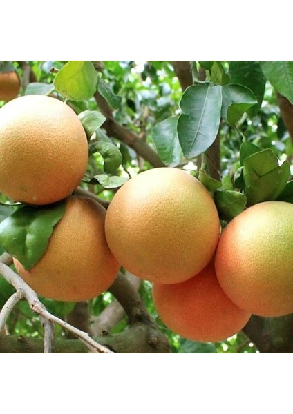 Naturel Tüplü Aşılı Yarıbodur Verimli Riored Greyfurt Fidanı