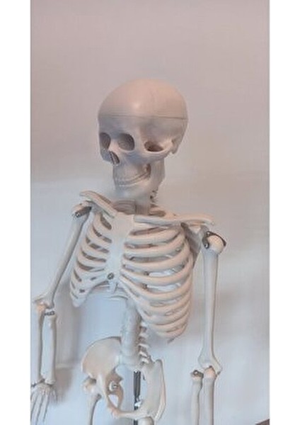 Eğitim Ürünü 85CM Iskelet Modeli Doğal İnsan Vücudu Detaylarıyla fiyatları