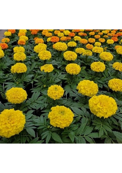 Sarı Bodur Iri Kadife Çiçeği F1 Tohumu (20 Tohum) fırsatları