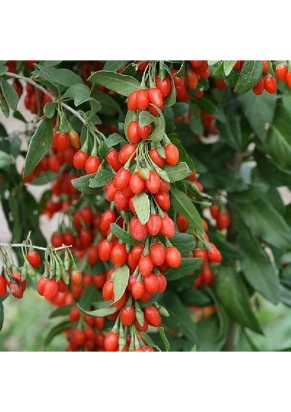 Tüplü Goji Berry Kurt Üzümü Fidanı fiyatları