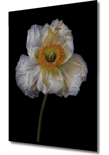 Dekoratif Ahşap Dikdörtgen Tablo Beyaz Gelincik Çiçeği Çerçeve Görünümlü fiyatları