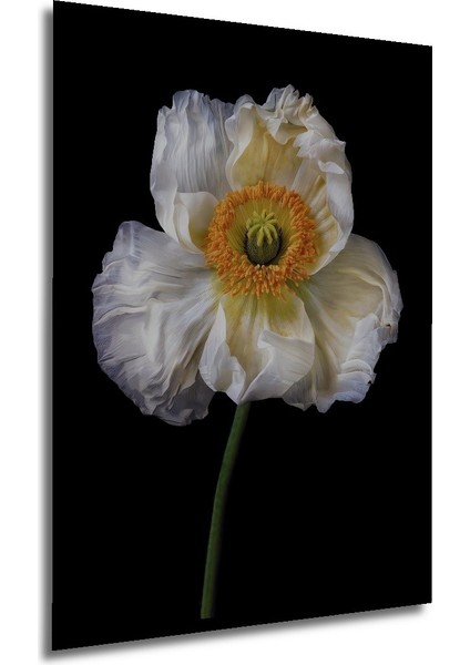 Dekoratif Ahşap Dikdörtgen Tablo Beyaz Gelincik Çiçeği Çerçeve Görünümlü modelleri