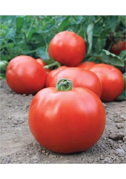 Tarım Ata Tohumu Yerli Iri Domates 100 Adet Tohum