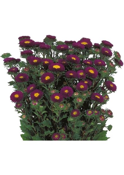 Mor Kasımpatı F1 Tohumu (15 Tohum)