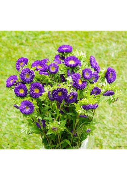 Mor Kasımpatı F1 Tohumu (15 Tohum) modelleri