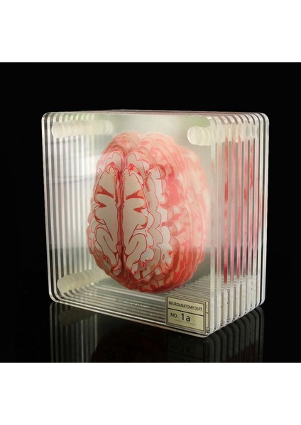 Beyin Örnek Makineleri Seti 3D Organ Beyin Sanatları Beyin Dilimleri Kare Akrilik Içecekler Masa Coaster (Yurt Dışından) fiyatları