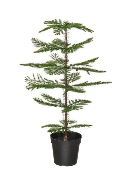 Fejka Yapay Bitki Yeşil 15 cm Norfolk Adası Çamı Iç Dış Mekan