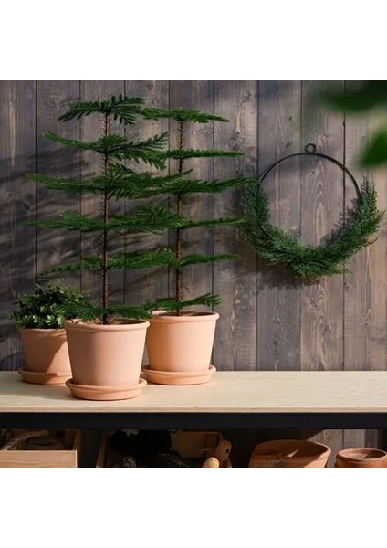 Fejka Yapay Bitki Yeşil 15 cm Norfolk Adası Çamı Iç Dış Mekan modelleri