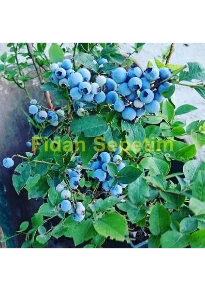 4'lü Yaban Mersini Fidanı Paketi indirimleri