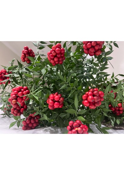 Kokina (18 Dal) Yılbaşı - Şans Çiçeği