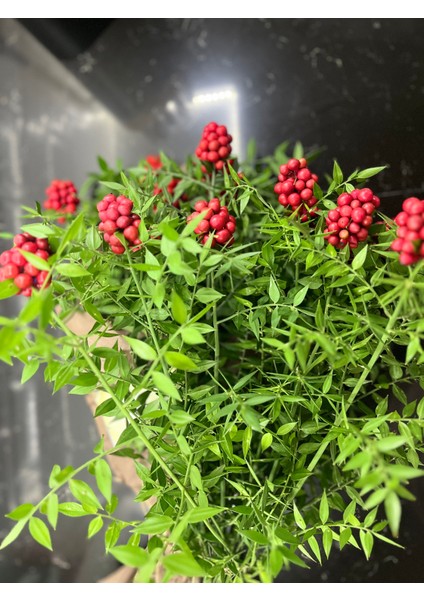 Kokina Çiçeği (1 Demet 25 Dal) Yılbaşı Çiçeği - Şans Çiçeği modelleri