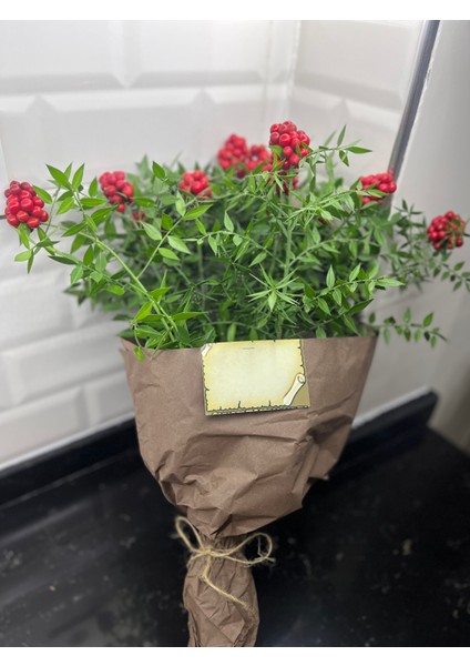 Kokina Çiçeği (1 Demet 25 Dal) Yılbaşı Çiçeği - Şans Çiçeği