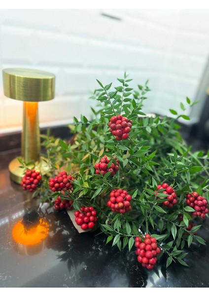 Kokina Çiçeği (1 Demet 12 Dal ) Yılbaşı Çiçeği - Şans Çiçeği