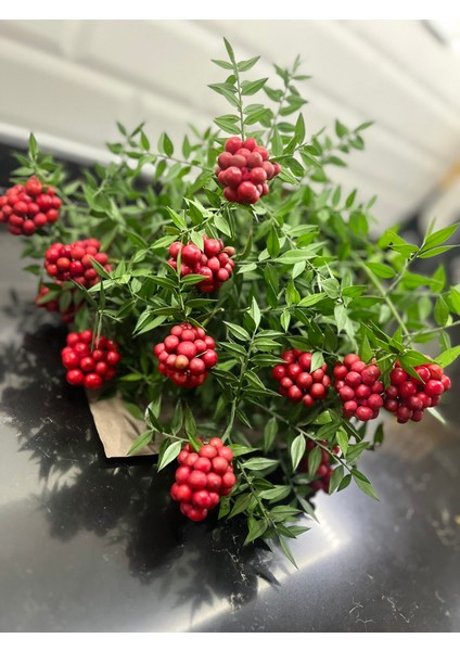 Kokina (9 Dal 1 Demet ) -Yılbaşı -Şans Çiçeği