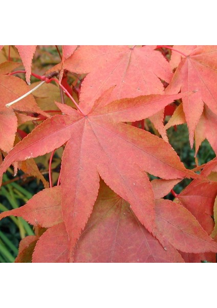 Ağaç Tohumu - Japon Akçaağacı 'osakazuki' - 10 Adet fiyatları