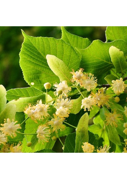 Ağaç Tohumu - Ihlamur - 10 Adet fiyatları