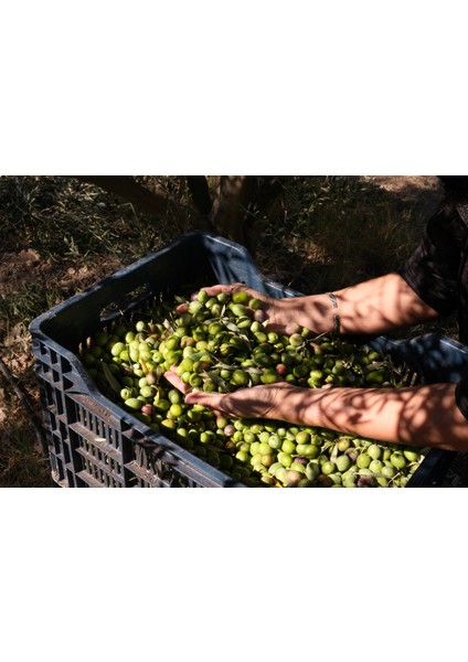 2024-2025 Aden Bahçesi Premium Erken Hasat Natürel Sızma Zeytinyağı 500 ml indirimleri