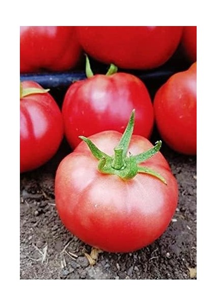 Tarım Ata Tohumu Yerli Pembe Köy Domatesi 1000 Adet Tohum