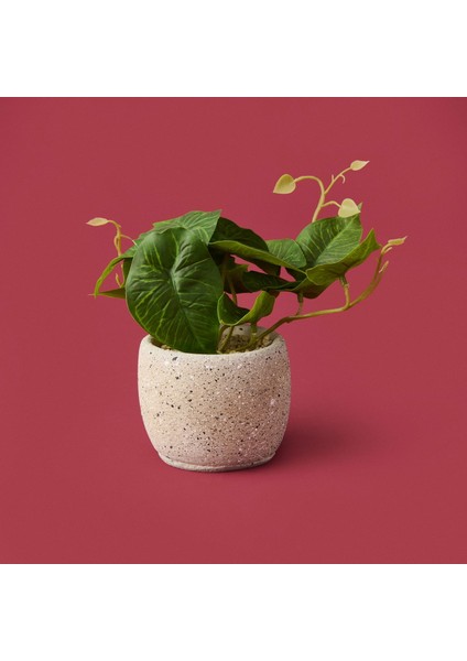 Saksıda Yapraklar - Asorti - 20X9X9 cm