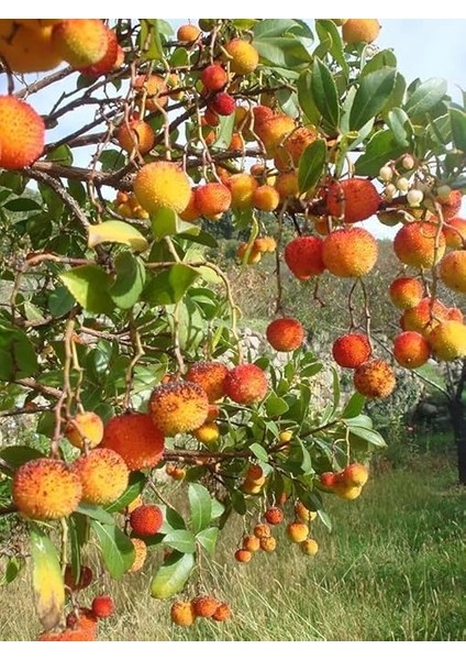 Kocayemiş (Dağ Çileği) Fidanı Saksılı 20-30 cm fırsatları