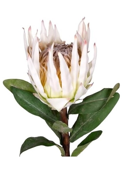 Protea Çiçeği Beyaz 60 Cm. fiyatları