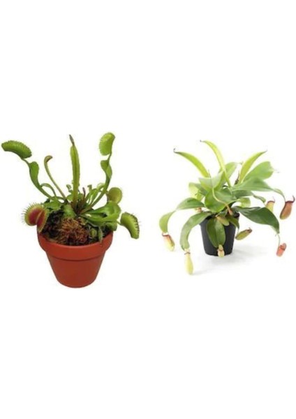 Look Venus Fly Trap Nepenthes Etçil Etobur Bitki Sinek Kapan Nepentes 10 Tohum TH-THMCMTHM03