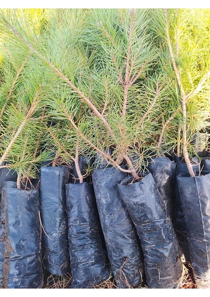 Çam Fidanı 50-60 cm Boy