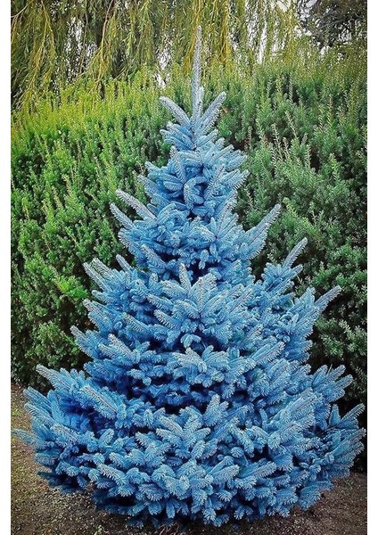 Look Mavi Ladin Ağacı Tohumu / 5 Adet Tohum TH-2022DSHNGLKTHM230