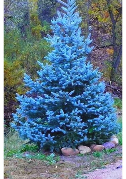 Look Mavi Ladin Ağacı Tohumu / 5 Adet Tohum TH-2022DSHNGLKTHM230 fiyatları