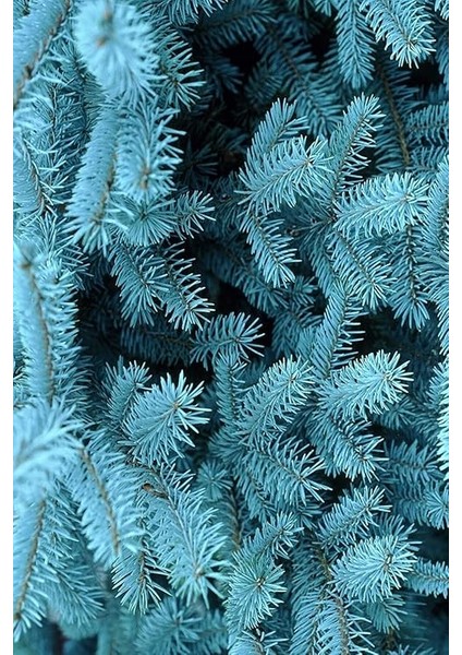 Look Mavi Ladin Ağacı Tohumu / 5 Adet Tohum TH-2022DSHNGLKTHM230 indirimleri