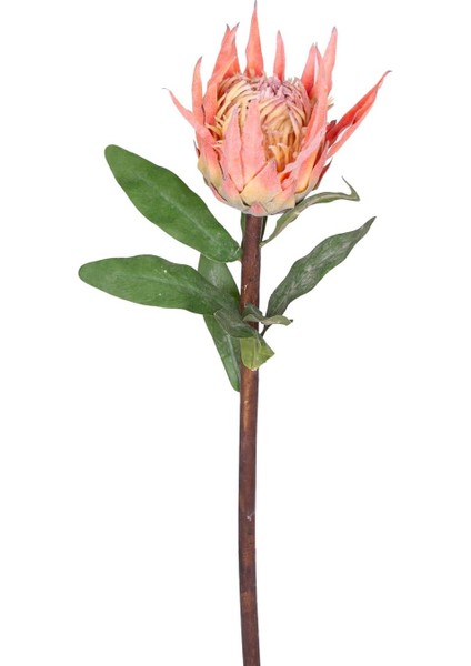 Protea Çiçeği Turuncu 60 Cm.