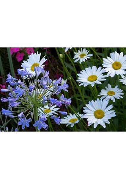 Papatya (35 Tohum) fiyatları