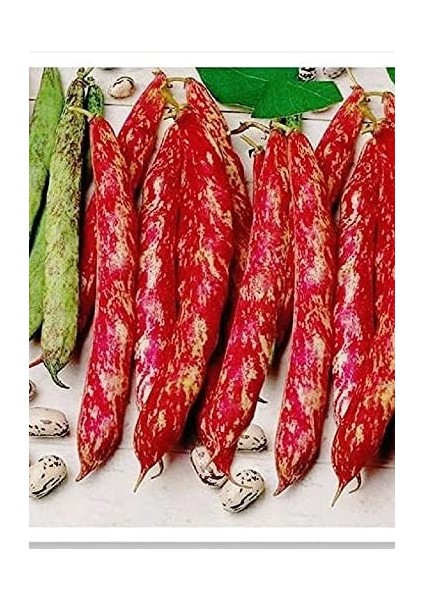 Tarım Ata Tohumu Yerli Oturak Barbunya Eda 30 Adet Tohum