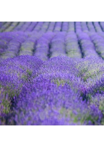 Saponificio Artigianale Fiorentino Sabun 100 gr - Lavender modelleri